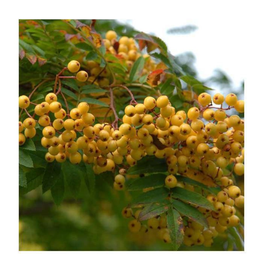 Winter Interest Plants * | Sorbus 'Joseph Rock' | Mountian Ash Rowan Tree | 12L Pot | 150-180Cm | By Frank P Matthews