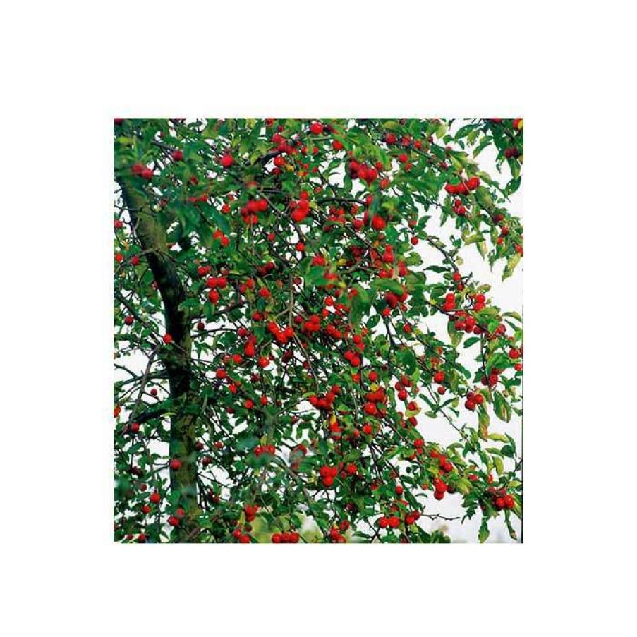 Winter Interest Plants * | Malus X Atrosanguinea 'Gorgeous' | Crab Apple Tree | 12L Pot | 150-180Cm | By Frank P Matthews