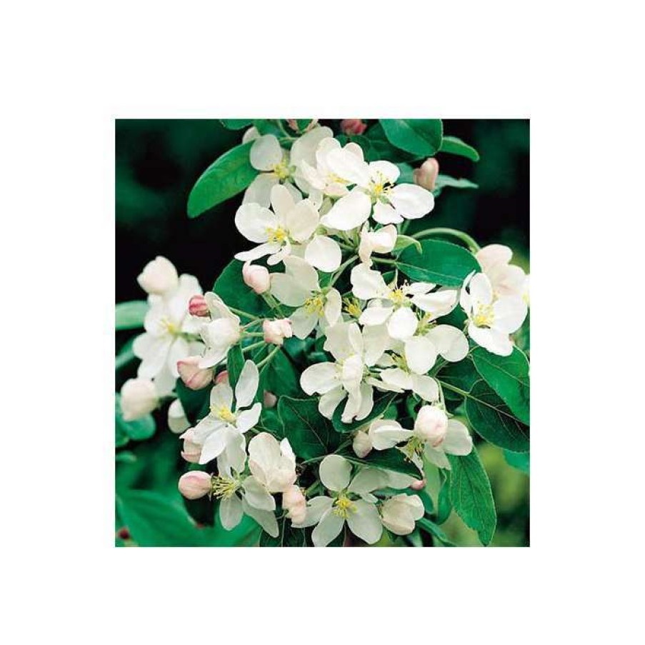 Winter Interest Plants * | Malus X Atrosanguinea 'Gorgeous' | Crab Apple Tree | 12L Pot | 150-180Cm | By Frank P Matthews