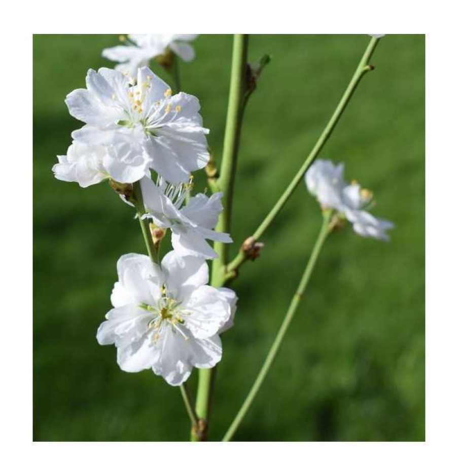 Ornamental Trees * | Prunus Persica 'Terute White' | White Flowering Peach Tree | 12L Pot | 150-180Cm | By Frank P Matthews