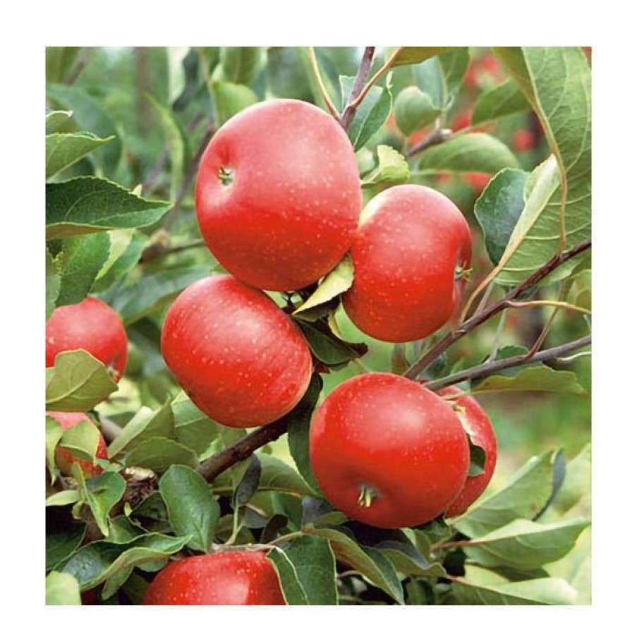 Fruit Trees * | 4Ft 'Discovery' Patio Dessert Apple Tree | M27 Dwarfing Rootstock | 11.5L Pot | By Frank P Matthews