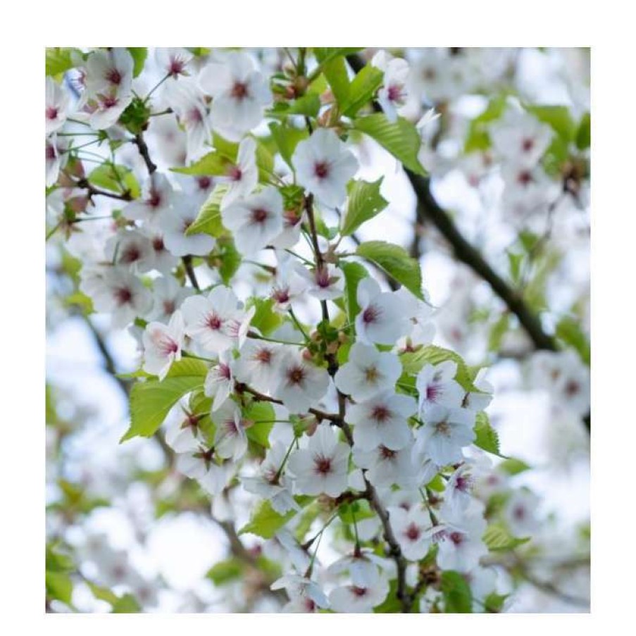 Ornamental Trees * | Prunus 'Umineko' | Cherry Blossom Tree