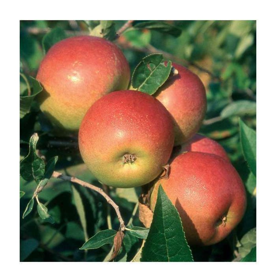 Fruit Trees * | 5Ft 'Laxton'S Superb' Dessert Apple Tree | Mm106 Semi Vigorous Rootstock | 12L Pot | By Frank P Matthews