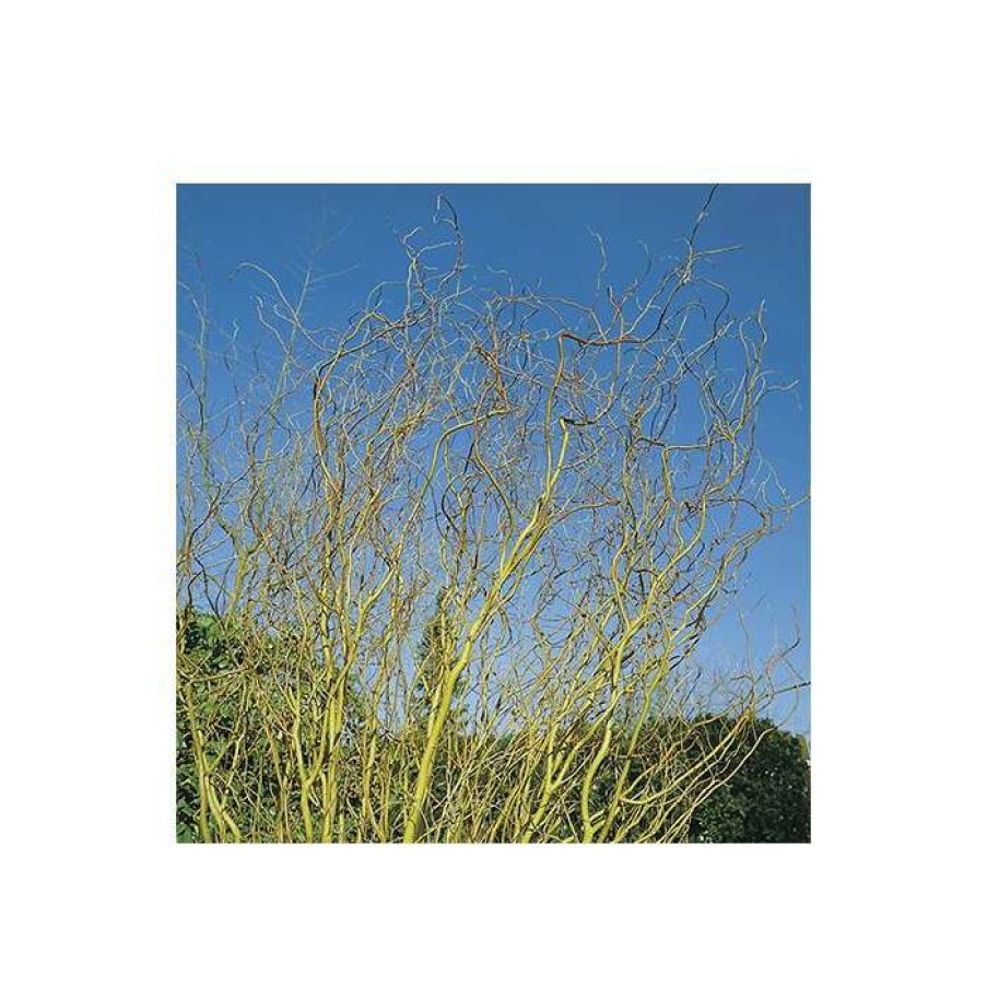 Ornamental Trees * | Salix Erythroflexuosa 'Golden Curls' | Willow Tree | 12L Pot | 150-180Cm | By Frank P Matthews