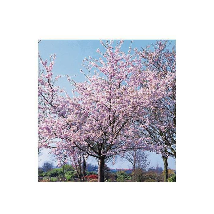 Ornamental Trees * | Prunus 'Accolade' | Cherry Blossom Tree | 12L Pot | 150-180Cm | By Frank P Matthews