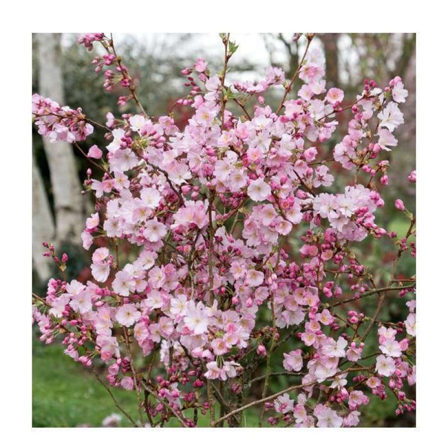 Ornamental Trees * | Prunus 'Accolade' | Cherry Blossom Tree | 12L Pot | 150-180Cm | By Frank P Matthews