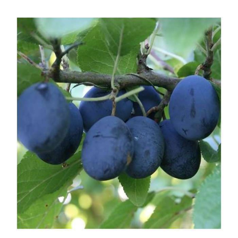 Fruit Trees * | 5Ft 'Merryweather' Damson Tree | Sja Semi Vigorous Rootstock | 12L Pot | By Frank P Matthews