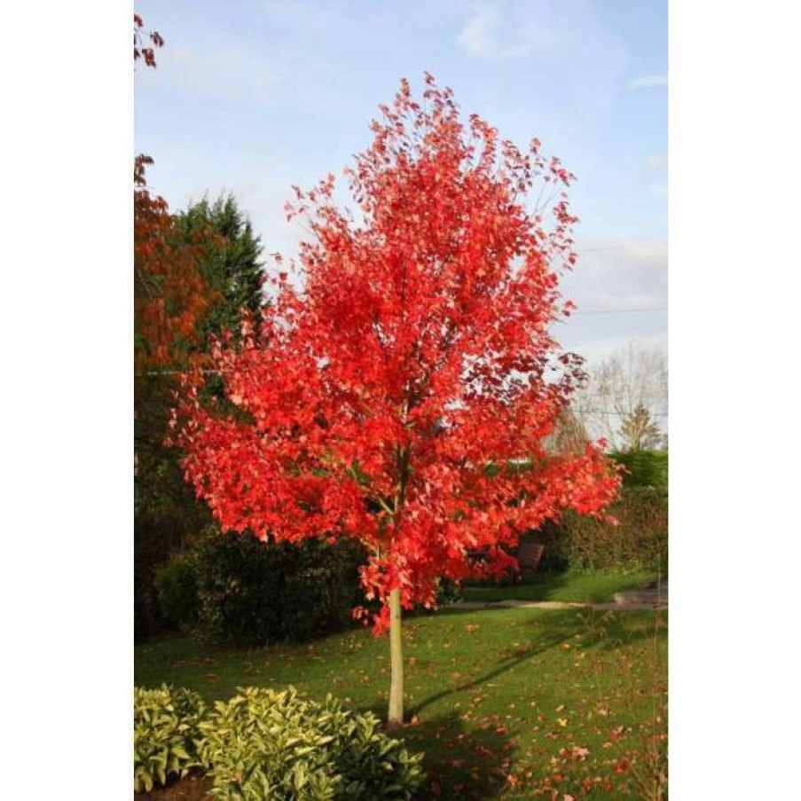 Ornamental Trees * | Acer Freemanii 'Morgan' | 12L Pot | 150-180Cm | By Frank P Matthews