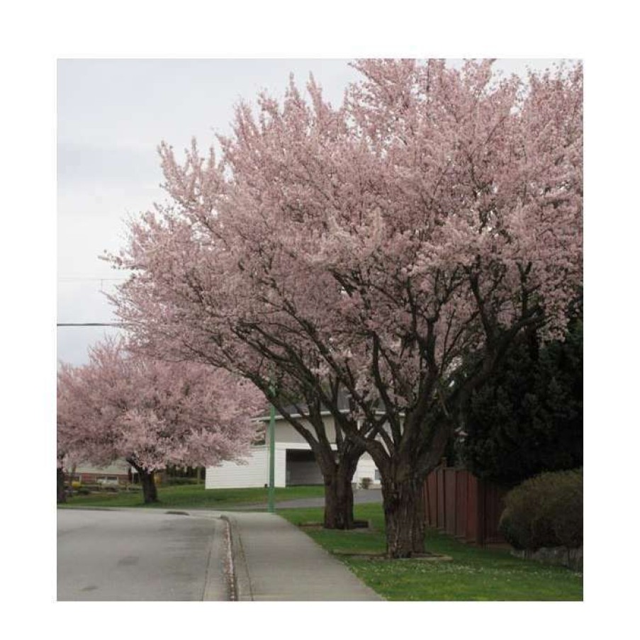 Ornamental Trees * | Prunus Padus 'Pandora' | Cherry Blossom Tree