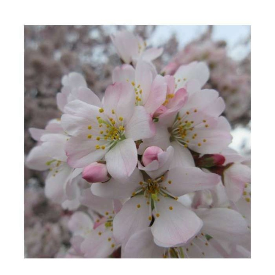 Ornamental Trees * | Prunus Padus 'Pandora' | Cherry Blossom Tree