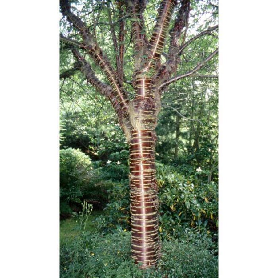 Ornamental Trees * | Prunus Serrula 'Branklyn' | Cherry Blossom Tree | 12L Pot | 150-180Cm | By Frank P Matthews