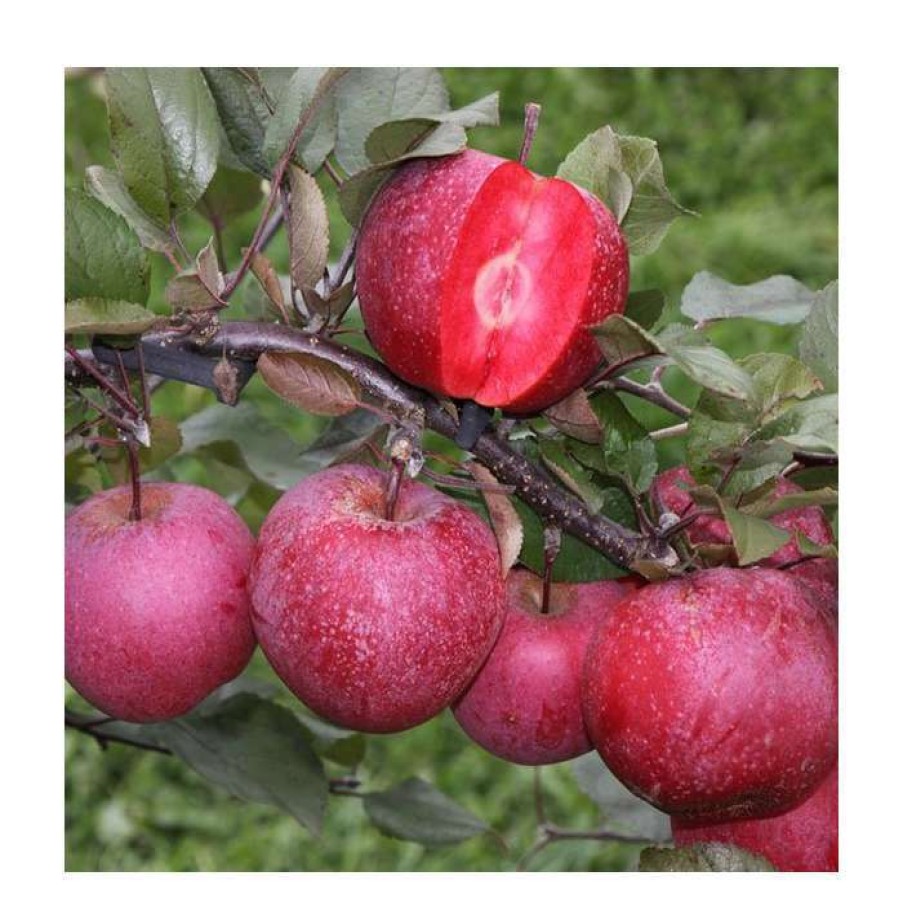 Fruit Trees * | 4Ft 'Tickled Pink Baya Marisa Dual Purpose Patio Apple Tree | M27 Dwarfing Rootstock | 11.5L Pot | By Frank P Matthews