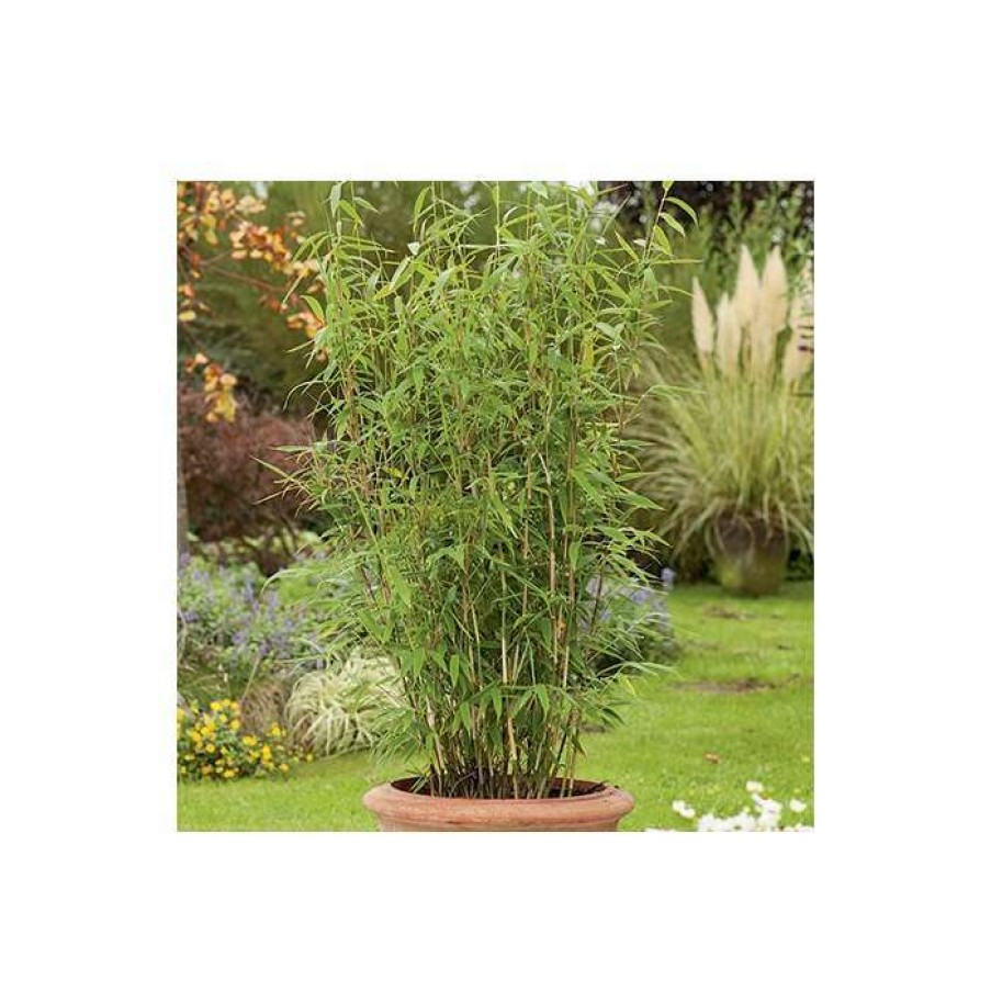 Ornamental Trees * | Umbrella Bamboo | Fargesia Murieliae 'Jumbo'