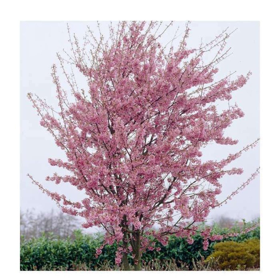 Ornamental Trees * | Prunus 'Okame' | Cherry Blossom Tree