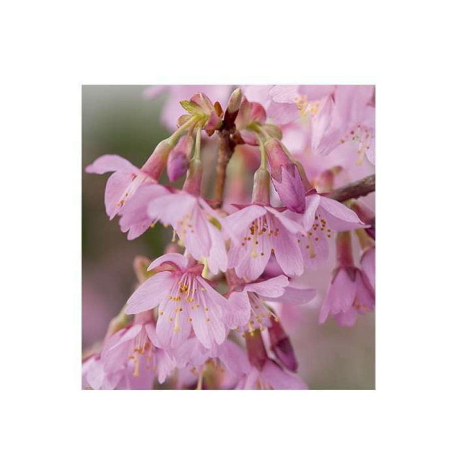 Ornamental Trees * | Prunus 'Okame' | Cherry Blossom Tree