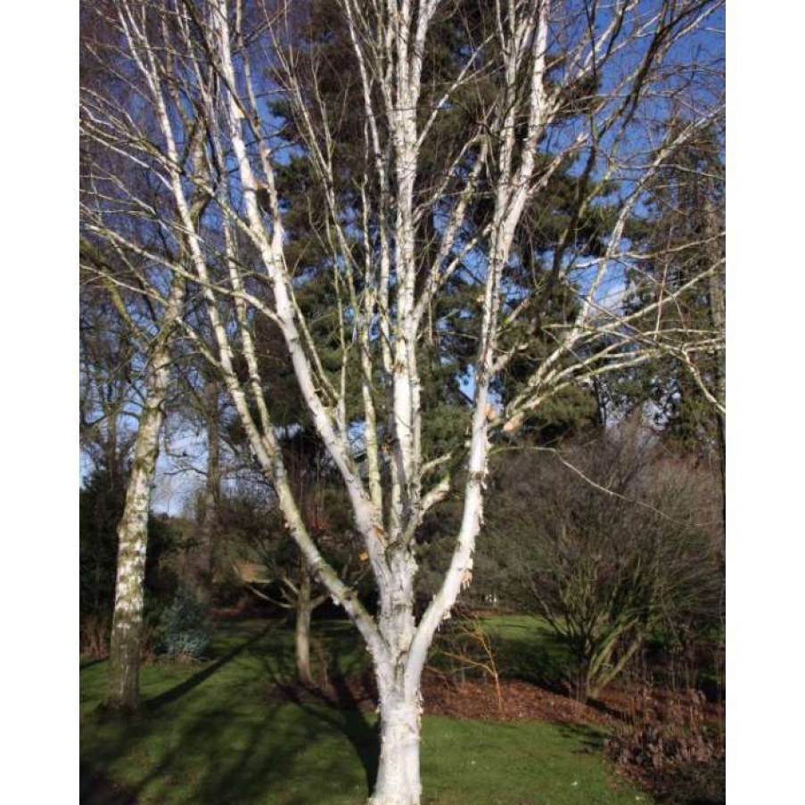 Ornamental Trees * | Betula Utilis Var. Jacquemontii 'Snow Queen' | Himalayan Birch Tree | 12L Pot | 150-180Cm | By Frank P Matthews