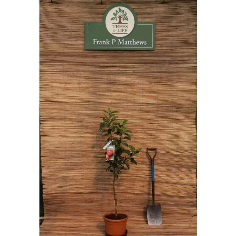 Fruit Trees * | 4Ft 'Scrumptious Patio Apple Tree | M27 Dwarfing Rootstock | 11.5L Pot | By Frank P Matthews