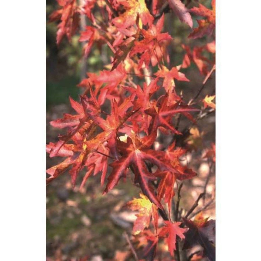 Ornamental Trees * | Liquidambar Styraciflua 'Stared' | Sweet Gum Tree | 12L Pot | 150-180Cm | By Frank P Matthews