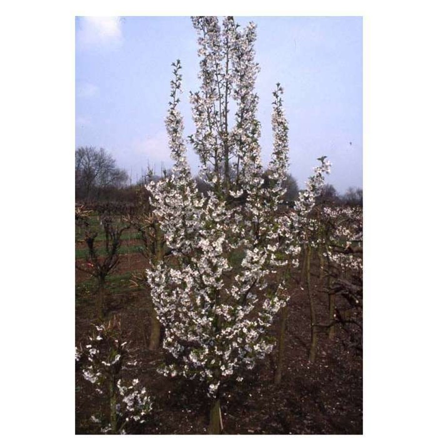 Ornamental Trees * | Prunus 'Snow Goose' | Upright Cherry Blossom Tree | 12L Pot | 150-180Cm | By Frank P Matthews