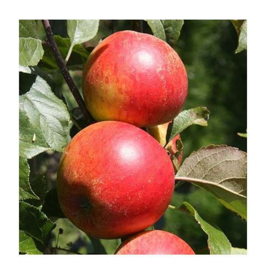 Fruit Trees * | 5Ft 'Christmas Pippin' Dessert Apple Tree | Mm106 Semi Vigorous Rootstock | 12L Pot | By Frank P Matthews