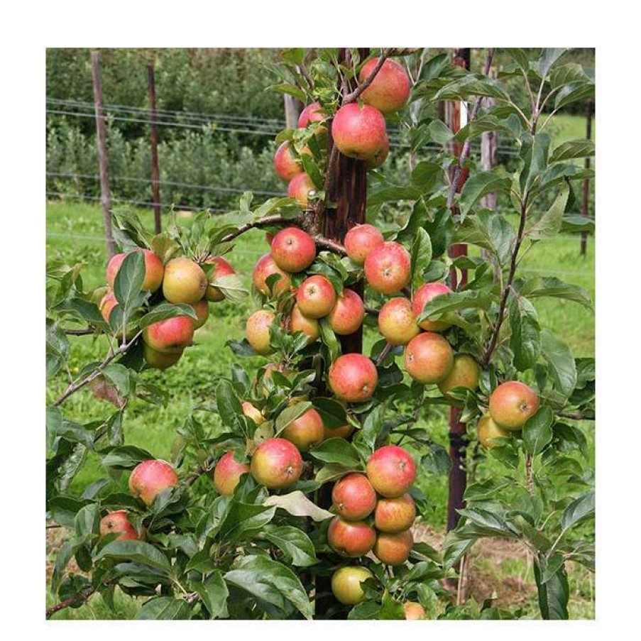 Fruit Trees * | 5Ft 'Christmas Pippin' Dessert Apple Tree | Mm106 Semi Vigorous Rootstock | 12L Pot | By Frank P Matthews