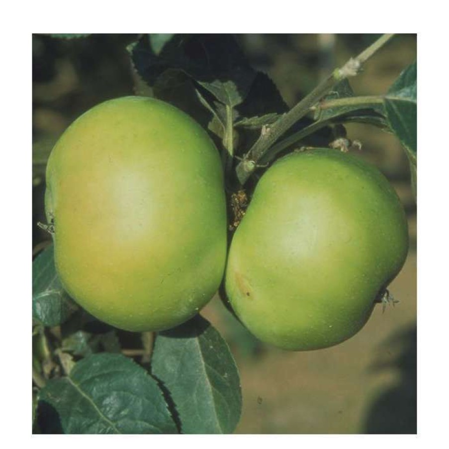 Fruit Trees * | 5Ft 'Bountiful' Dessert Apple Tree | Mm106 Semi Vigorous Rootstock | 12L Pot | By Frank P Matthews