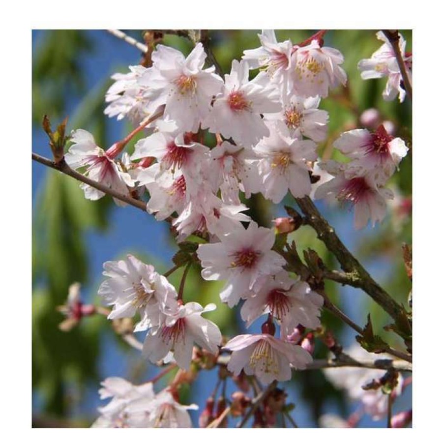 Ornamental Trees * | Prunus Incisa 'Mikinori' | Fuji Cherry Blossom Tree | 11.5L Pot Top Worked At 45Cm | By Frank P Matthews