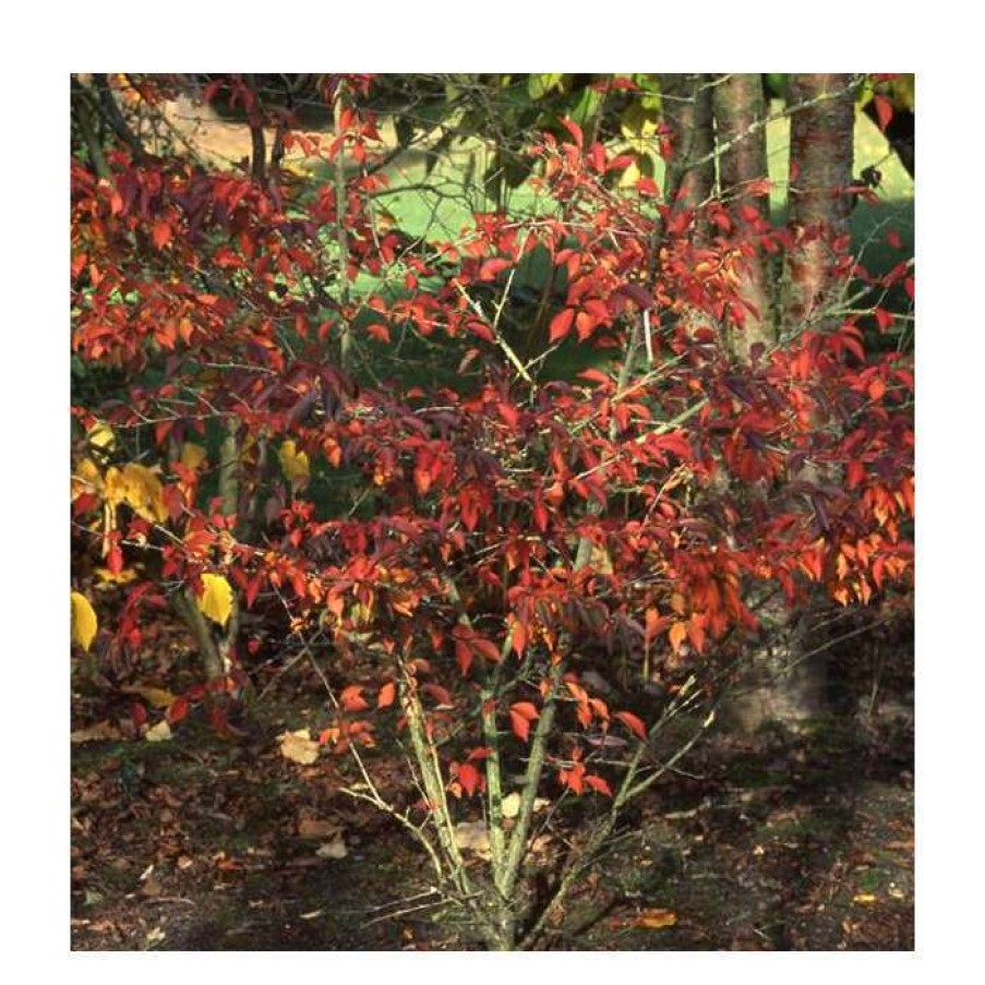 Ornamental Trees * | Prunus Incisa 'Mikinori' | Fuji Cherry Blossom Tree | 11.5L Pot Top Worked At 45Cm | By Frank P Matthews