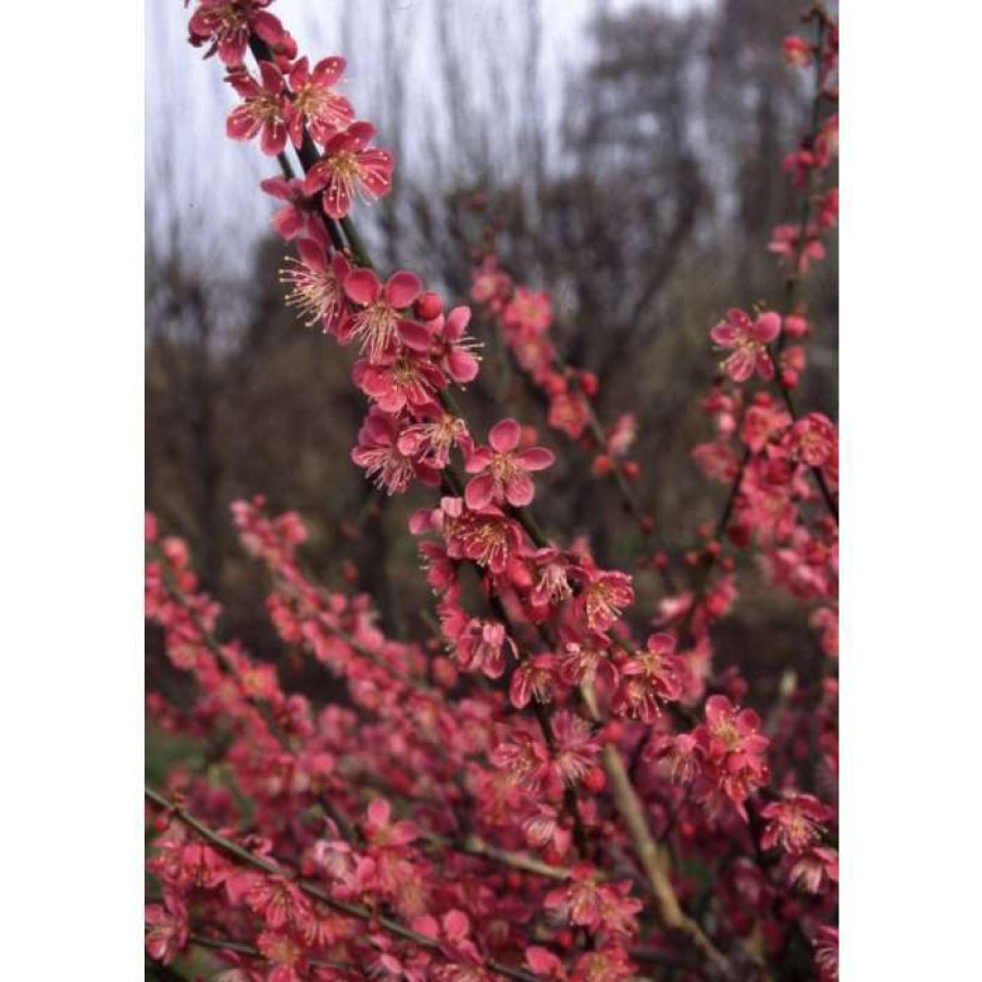 Ornamental Trees * | Prunus Mume 'Beni-Chidori' | Flowering Japanese Apricot Tree | 12L Pot | 150-180Cm | By Frank P Matthews