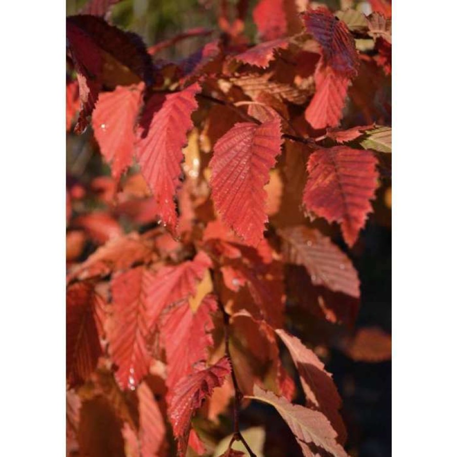 Ornamental Trees * | Carpinus Betulus 'Rockhampton Red' | Common Hornbeam Tree | 12L Pot | 150-180Cm | By Frank P Matthews