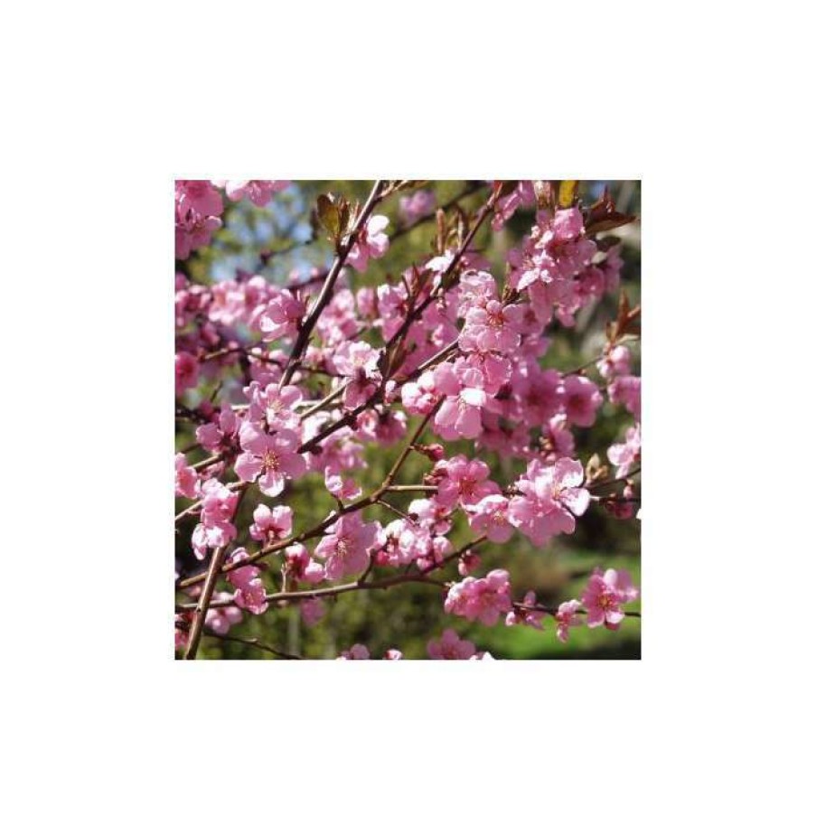 Ornamental Trees * | Prunus X Persicoides 'Spring Glow' | Cherry Blossom Tree