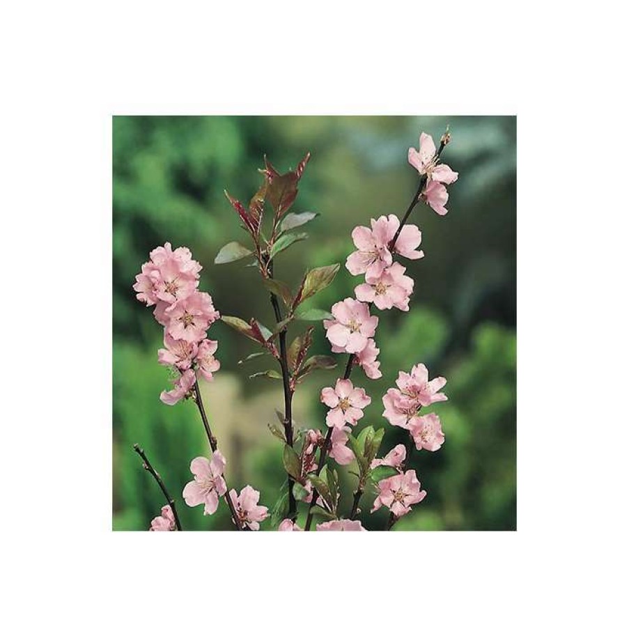 Ornamental Trees * | Prunus X Persicoides 'Spring Glow' | Cherry Blossom Tree