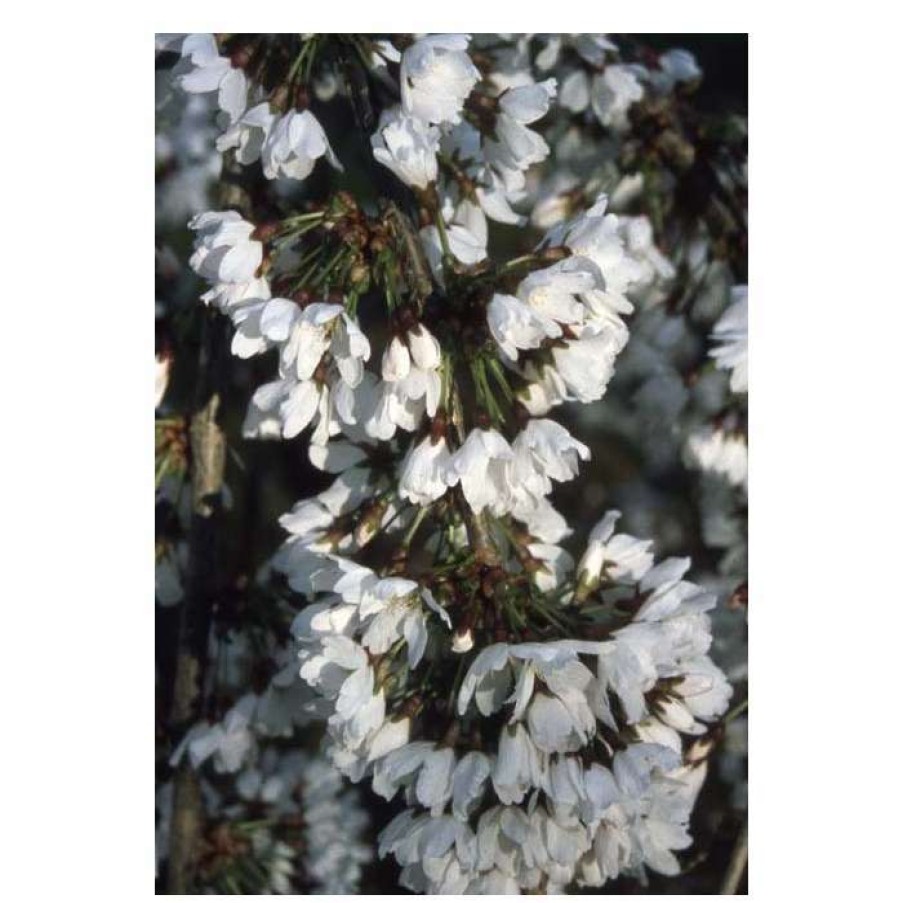 Ornamental Trees * | Prunus 'Snow Showers' | Cherry Blossom Tree