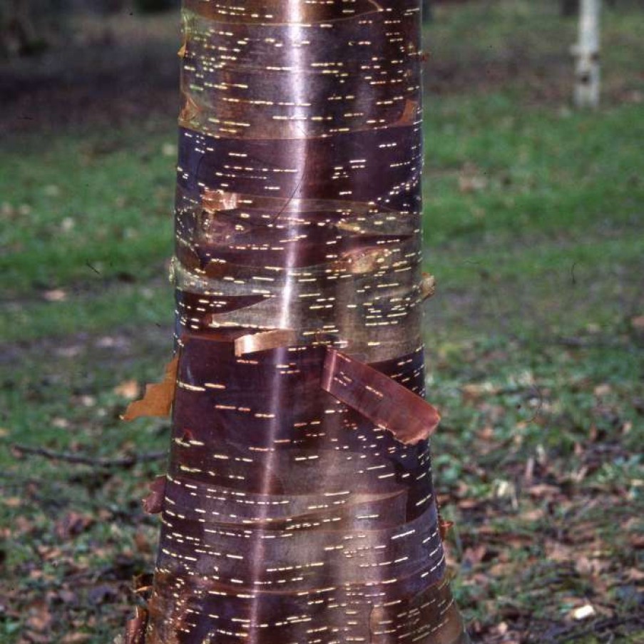 Ornamental Trees * | Betula Utilis 'Wakehurst Place Chocolate' | Himalayan Birch Tree | 12L Pot | 150-180Cm | By Frank P Matthews