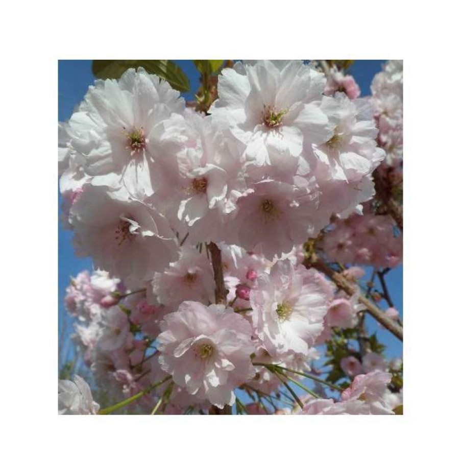 Ornamental Trees * | Prunus 'Pink Champagne' | Cherry Blossom Tree | 12L Pot | 150-180Cm | By Frank P Matthews