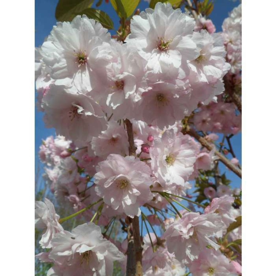 Ornamental Trees * | Prunus 'Pink Champagne' | Cherry Blossom Tree | 12L Pot | 150-180Cm | By Frank P Matthews