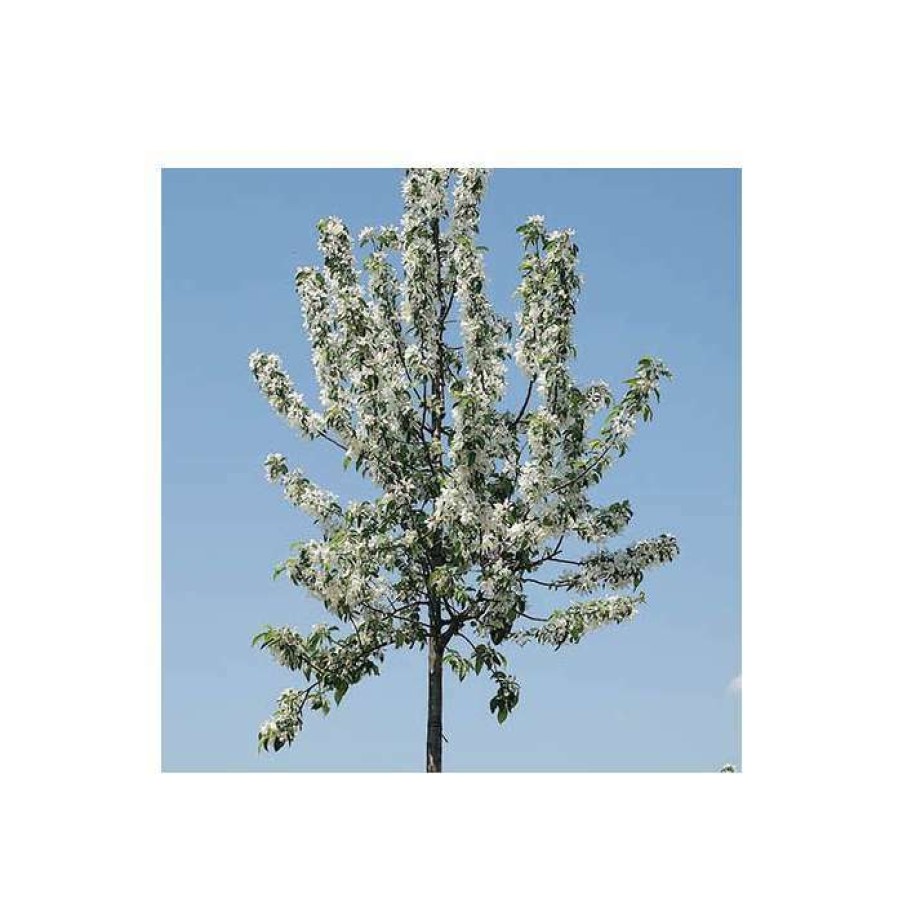 Ornamental Trees * | Malus 'John Downie' | Crabapple Tree