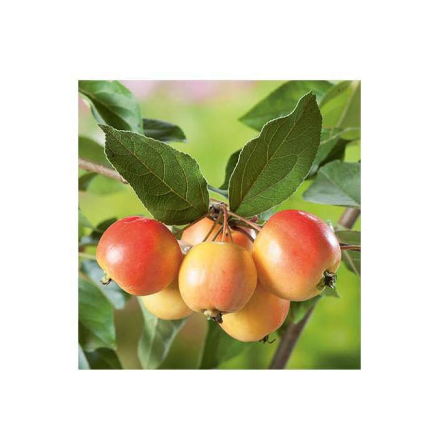 Ornamental Trees * | Malus 'John Downie' | Crabapple Tree