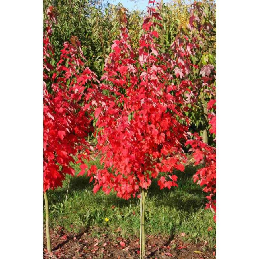 Ornamental Trees * | Acer Rubrum 'Brandywine' | Red Maple Tree | 12L Pot | 150-180Cm | By Frank P Matthews