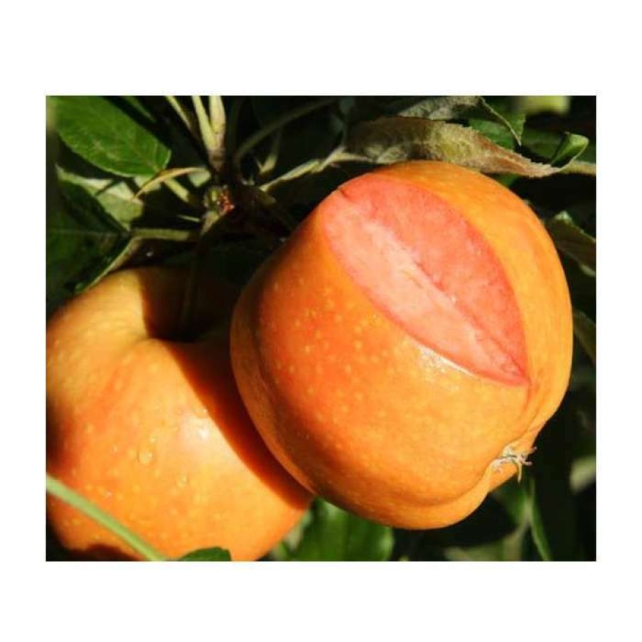 Fruit Trees * | 5Ft 'Surprize' Dessert Apple Tree | Mm106 Semi Vigorous Rootstock | 12L Pot | By Frank P Matthews