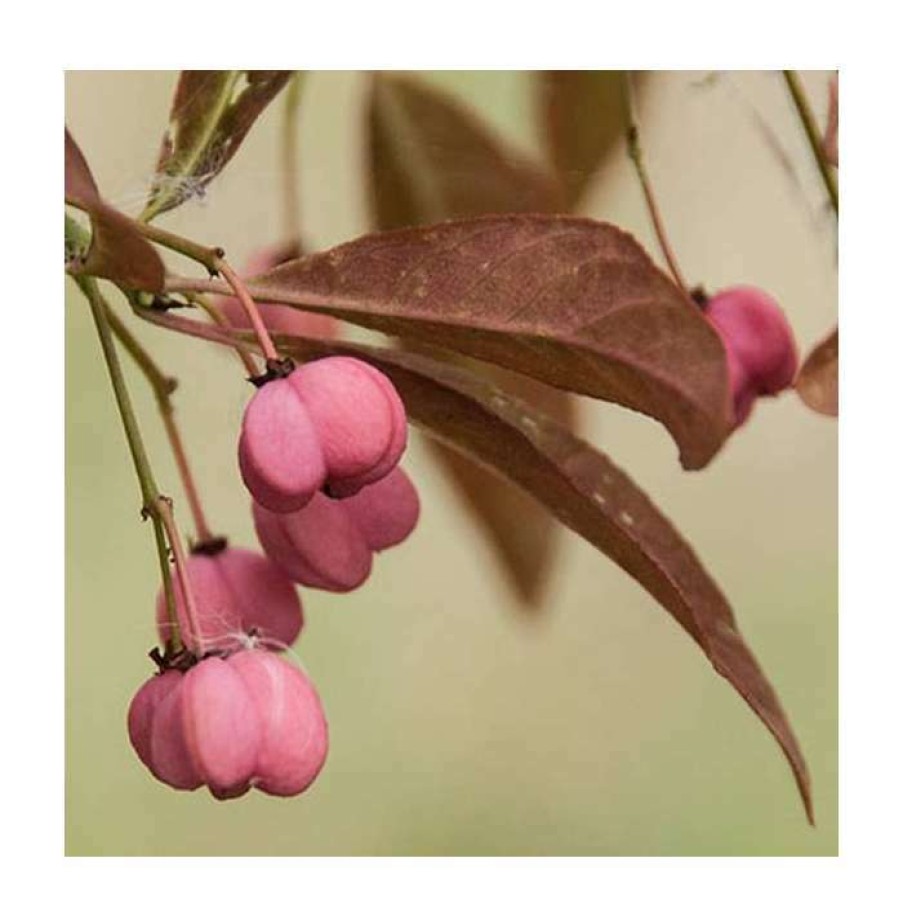 Ornamental Shrubs * | Euonymus Europaeus 'Brilliant' | 12L Pot | 150-180Cm | By Frank P Matthews