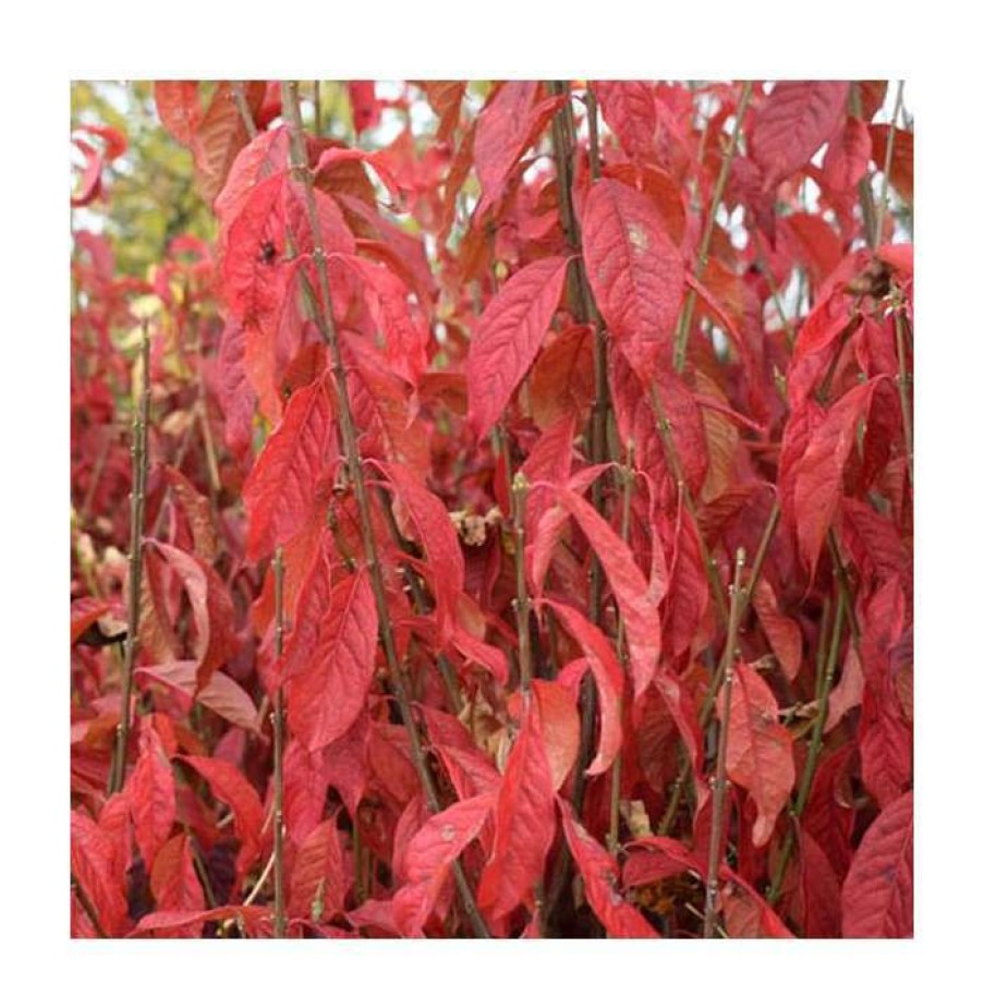 Ornamental Shrubs * | Euonymus Europaeus 'Brilliant' | 12L Pot | 150-180Cm | By Frank P Matthews