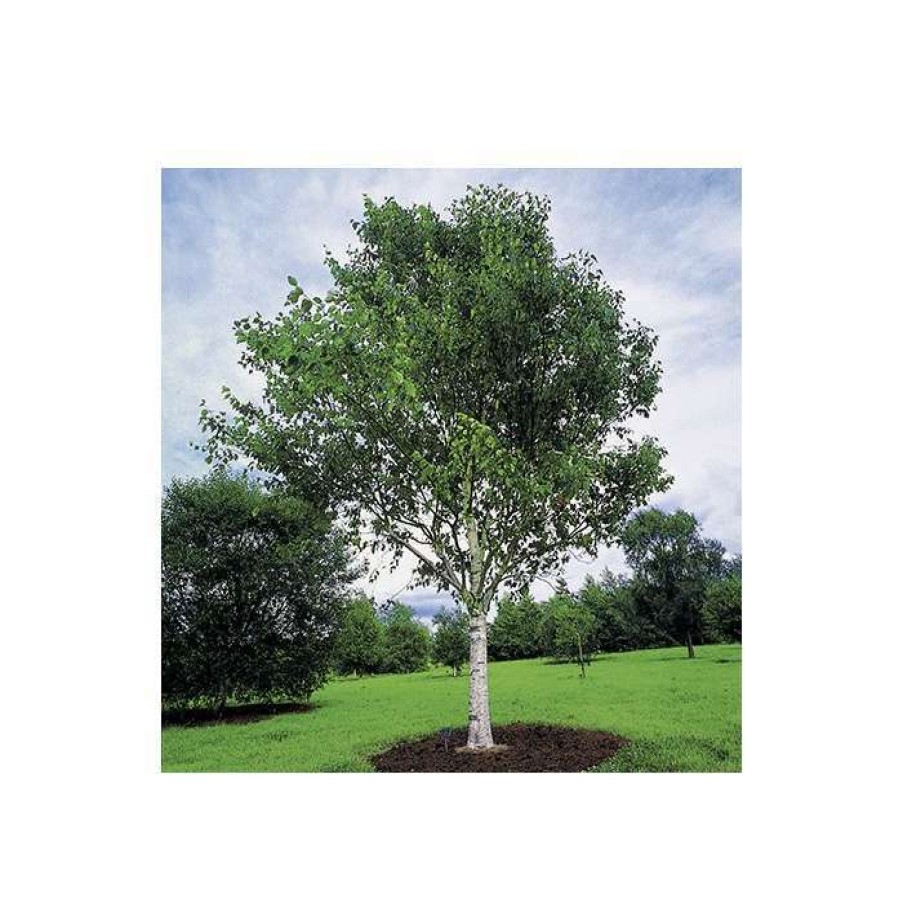 Ornamental Trees * | Betula Utilis Var Jacquemontii | Himalayan Birch Tree