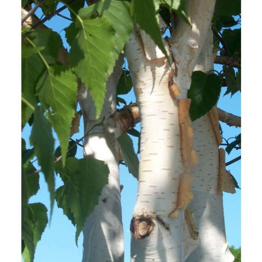 Ornamental Trees * | Betula Utilis Var Jacquemontii | Himalayan Birch Tree