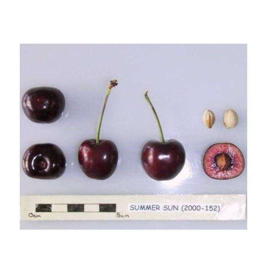 Fruit Trees * | 5Ft 'Summer Sun' Cherry Tree | Colt Semi Vigorous Rootstock | 12L Pot | By Frank P Matthews