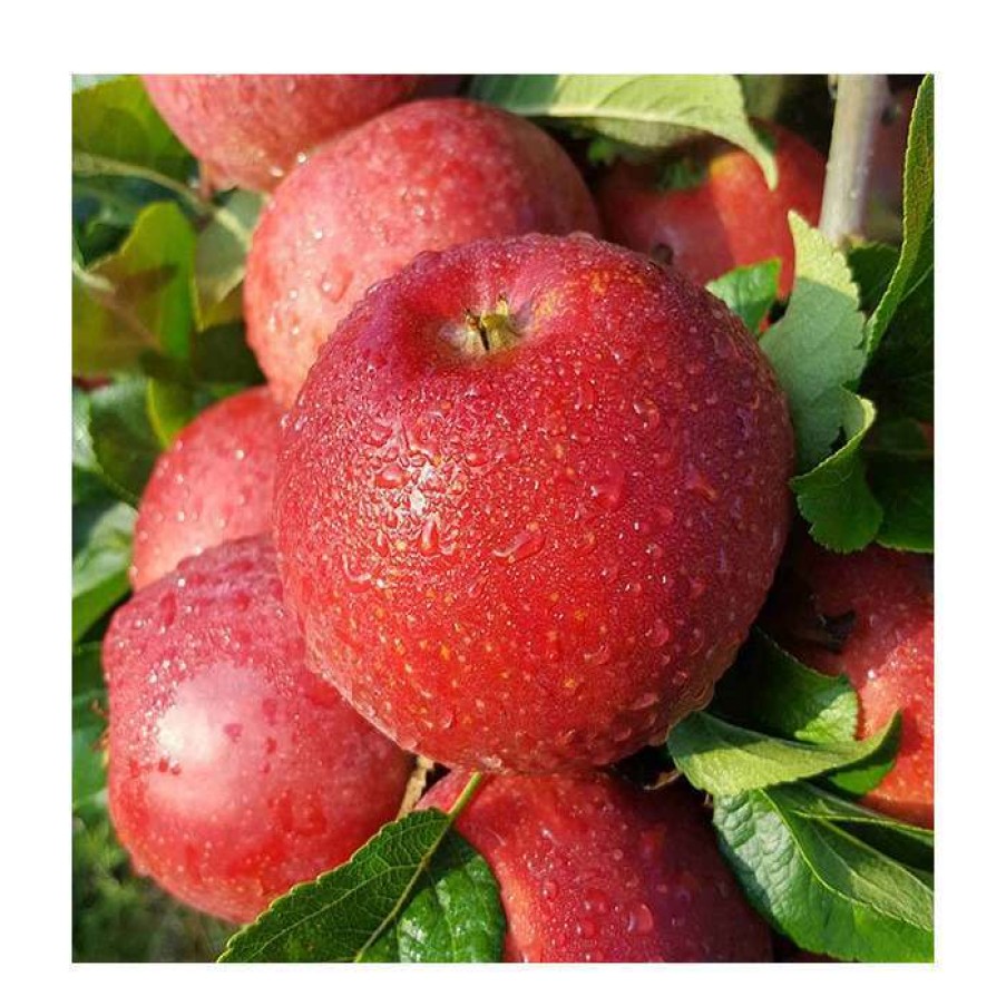 Fruit Trees * | 5Ft 'Red Windsor' Dessert Apple Tree | Mm106 Semi Vigorous Rootstock | 12L Pot | By Frank P Matthews