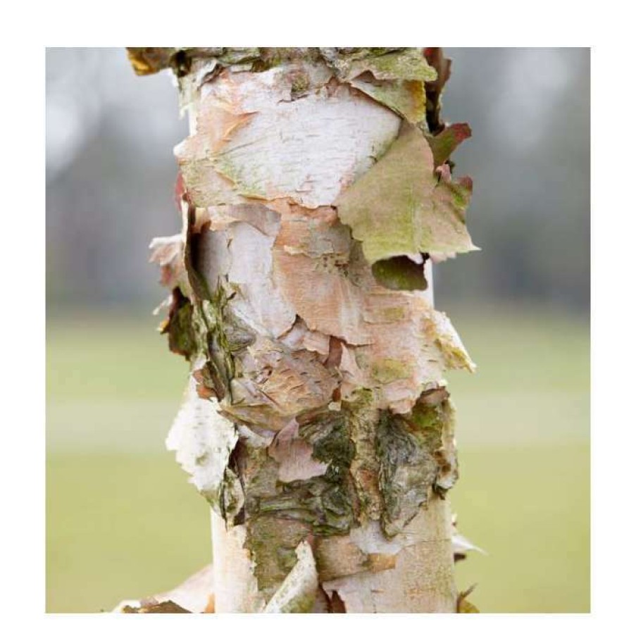 Ornamental Trees * | Betula Nigra 'Black Star' | River Birch Tree | 9L Pot | 120-150Cm