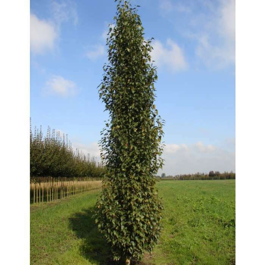 Ornamental Trees * | Betula Pendula 'Fastigiata Joes' (Pbr) | Upright Birch Tree | 12L Pot | 150-180Cm | By Frank P Matthews