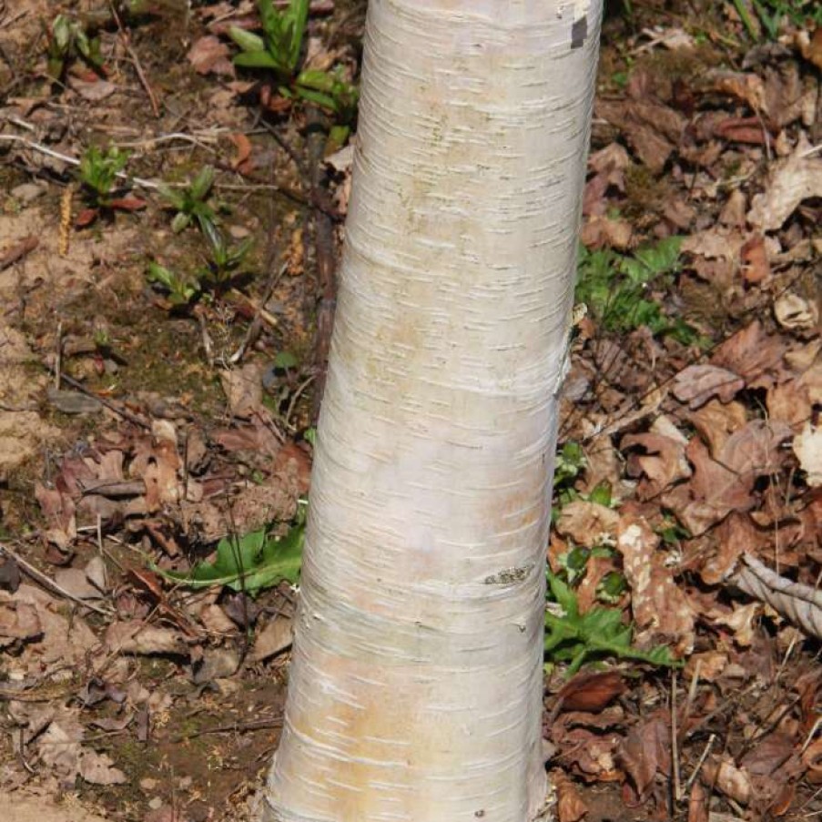 Ornamental Trees * | Betula Pendula 'Fastigiata Joes' (Pbr) | Upright Birch Tree | 12L Pot | 150-180Cm | By Frank P Matthews