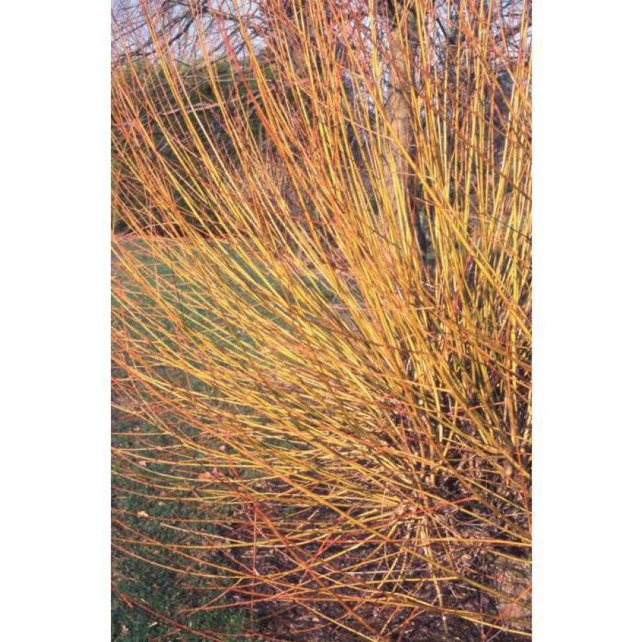 Winter Interest Plants * | Salix Alba 'Hutchinson'S Yellow Bark' | Yellow Willow Tree | 12L Pot | 150-180Cm | By Frank P Matthews